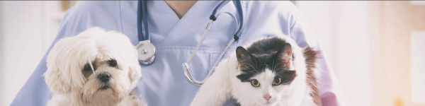 Fachtierarzt-Zentrum für Kleintiere Dr. Bodo Kröll, Dr. Janin Kröll & Kollegen/Tagesklinik Fachtierarzt-Zentrum für Kleintiere Dr. Bodo Kröll, Dr. Janin Kröll & Kollegen/Tagesklinik cover image